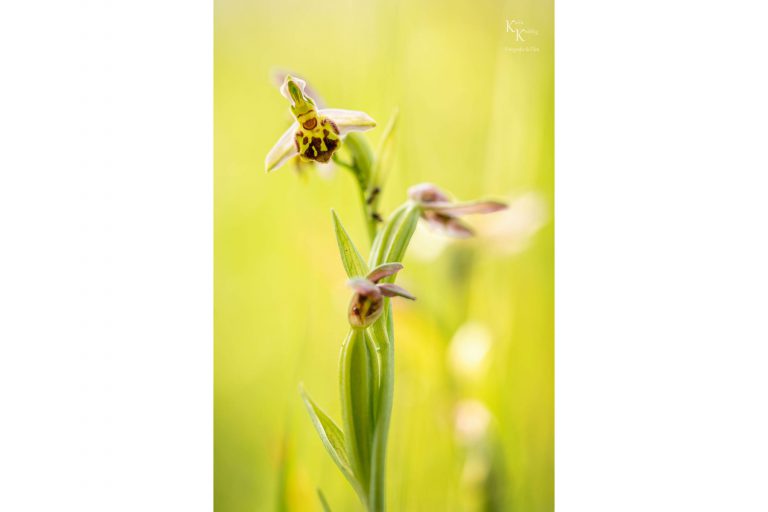 Blümchen, Bienchen… und Hummelchen