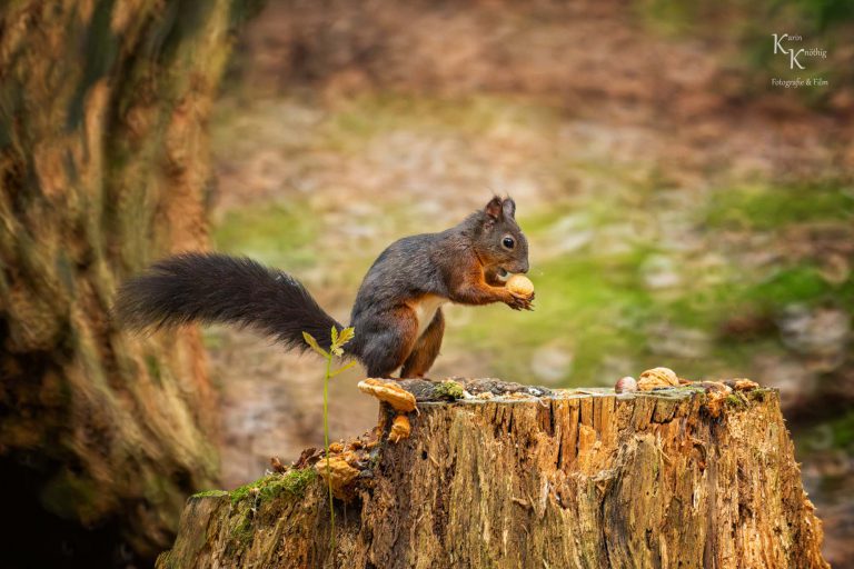 Eichhörnchen im Überfluss
