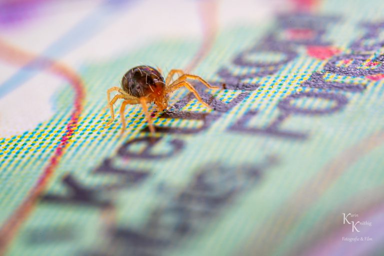 Orientierungsläufer