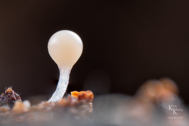 Die Nadel im Heuhaufen