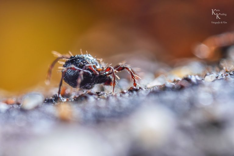 Ganz schön… hässlich