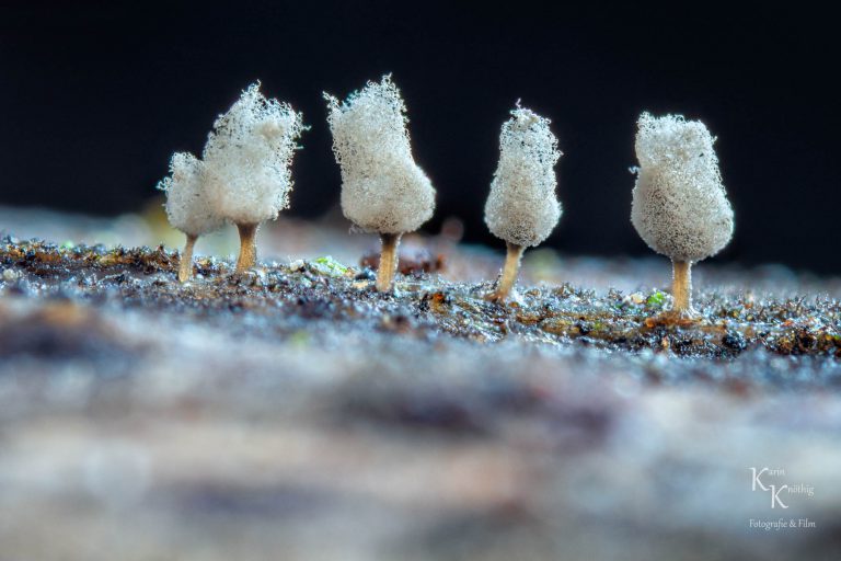 Wundersame Wuschelköpfchen